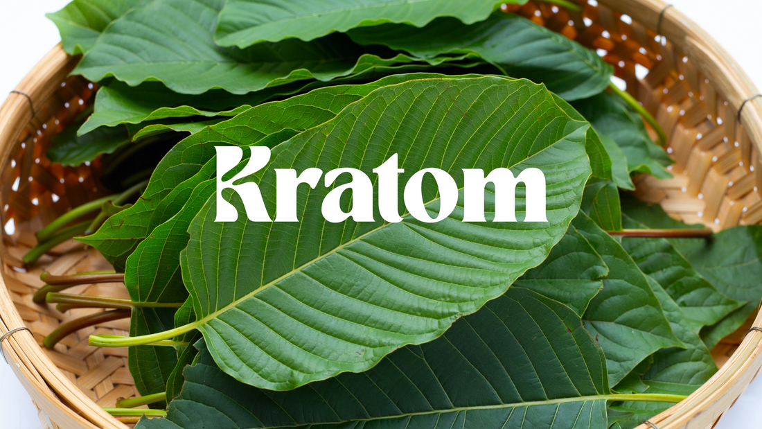 Kratom kaufen: Hochwertiges Kratom und BigPack Nano Powder günstig online bestellen
