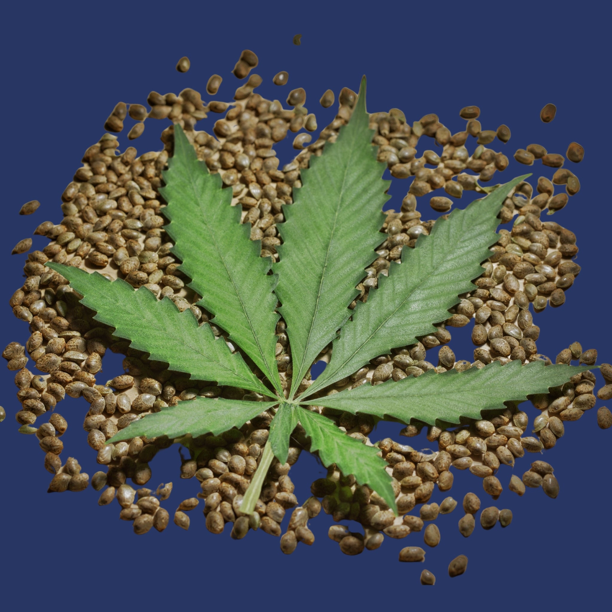Cannabis Samen