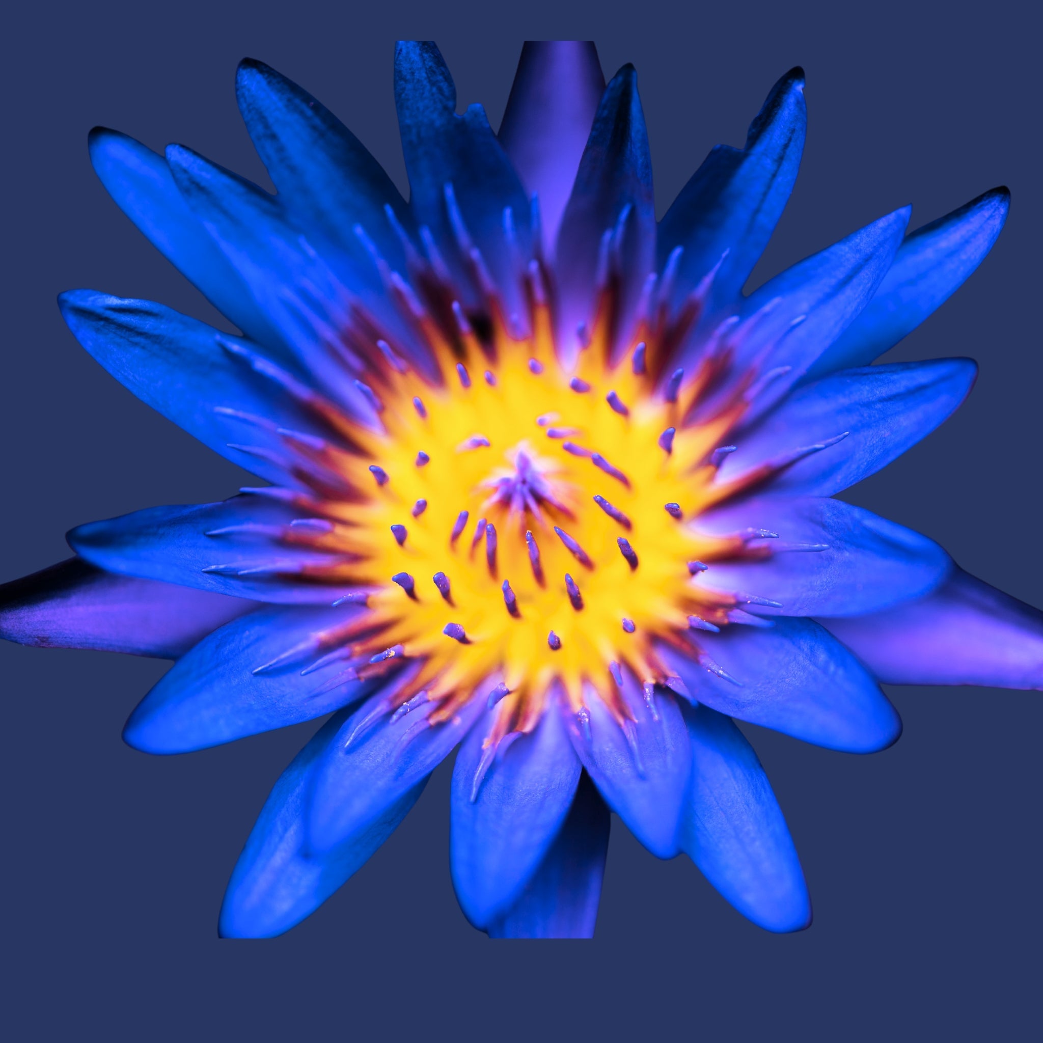 Blauer Lotus