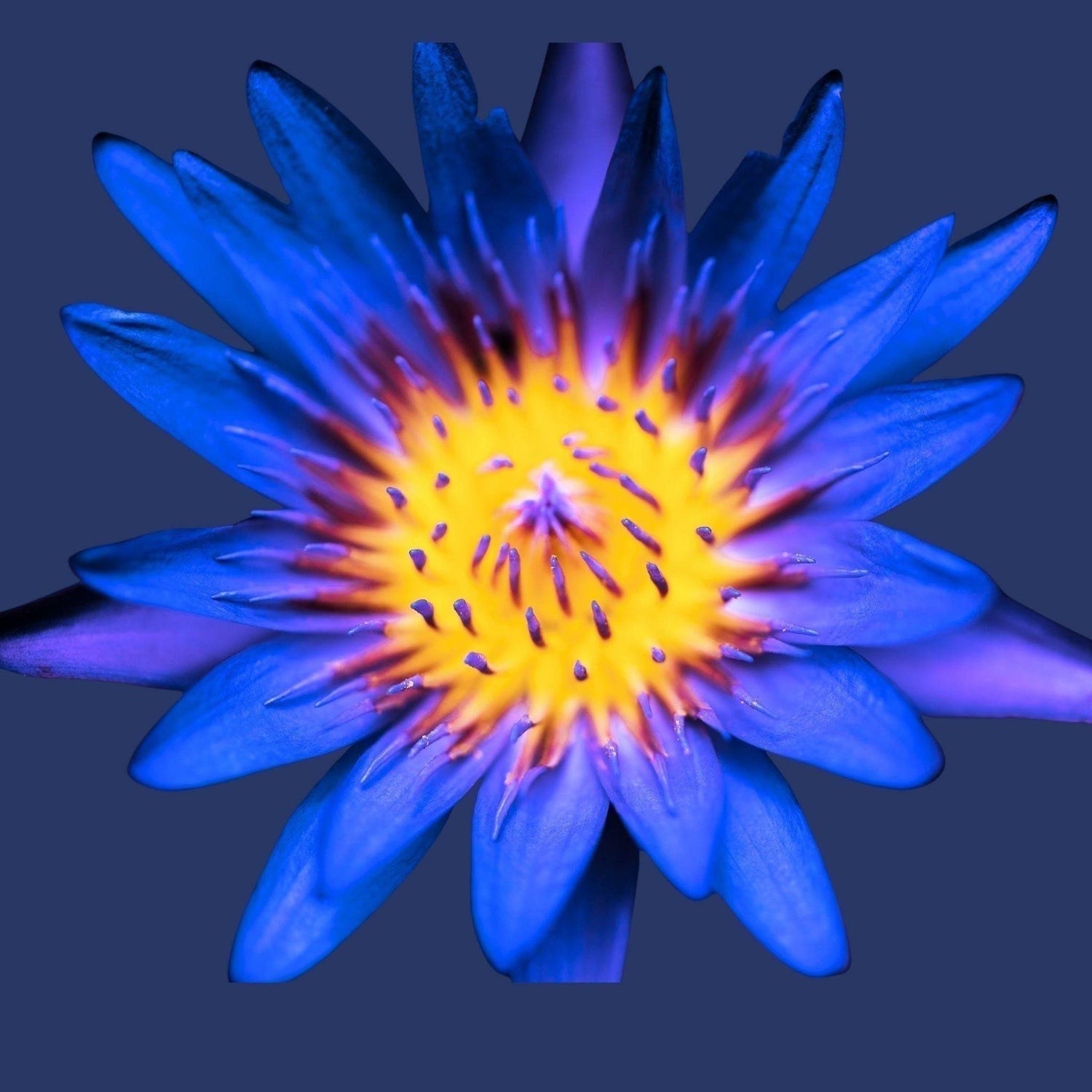 Blauer Lotus - cannadelic