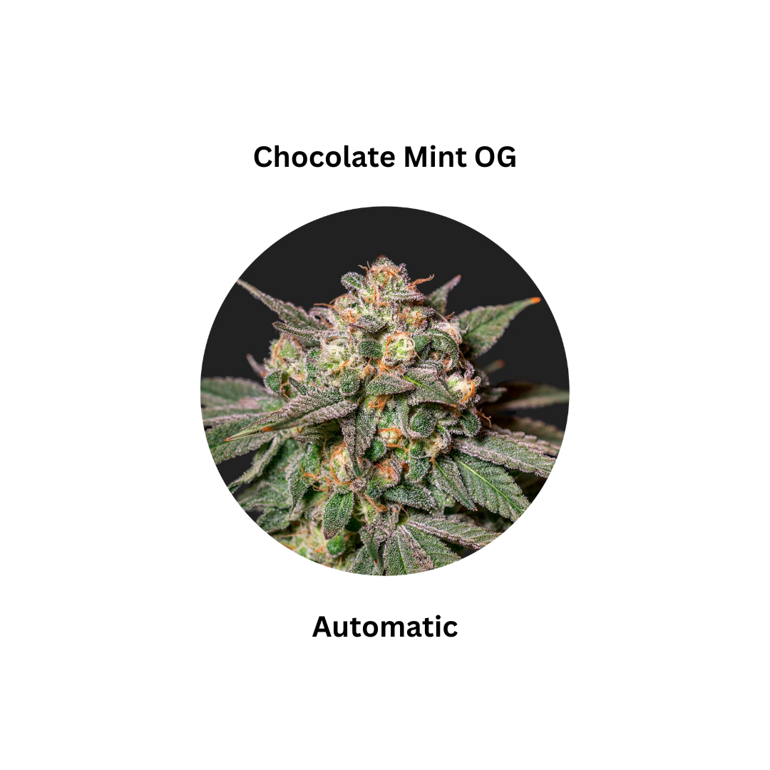 Nahaufnahme der Chocolate Mint OG auto Pflanze mit dichten, harzigen Blüten und grünen Blättern. Perfekt für den Gartenbereich und Pflanzenliebhaber.