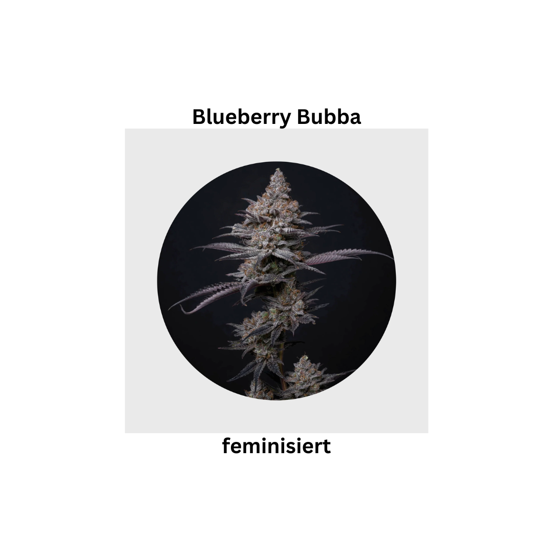 Blueberry Bubba fem.