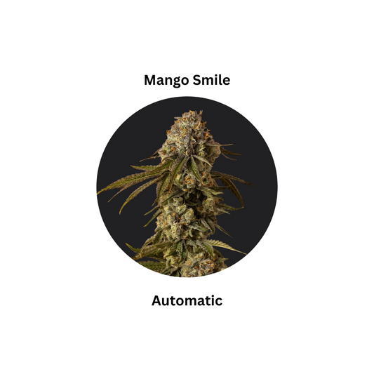 Mango Smile auto