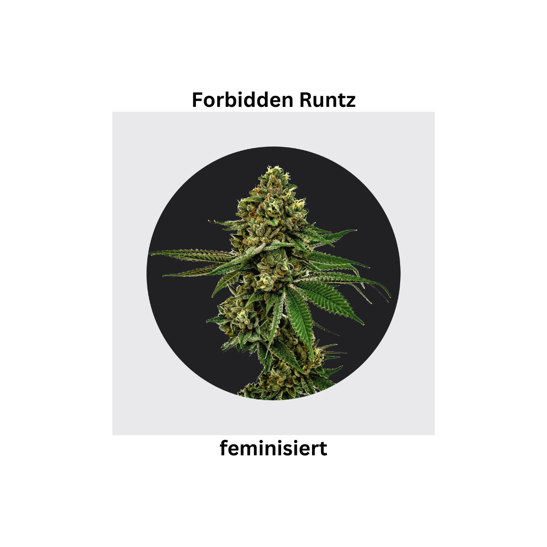 Forbidden Runtz fem.