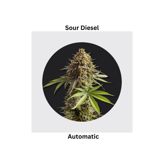 Sour Diesel auto