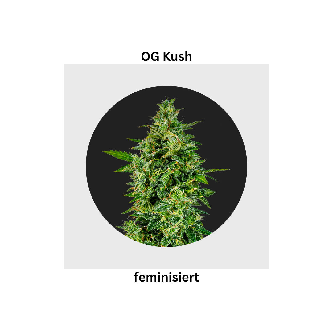 OG Kush fem.