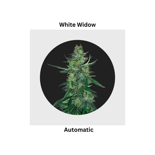 White Widow auto