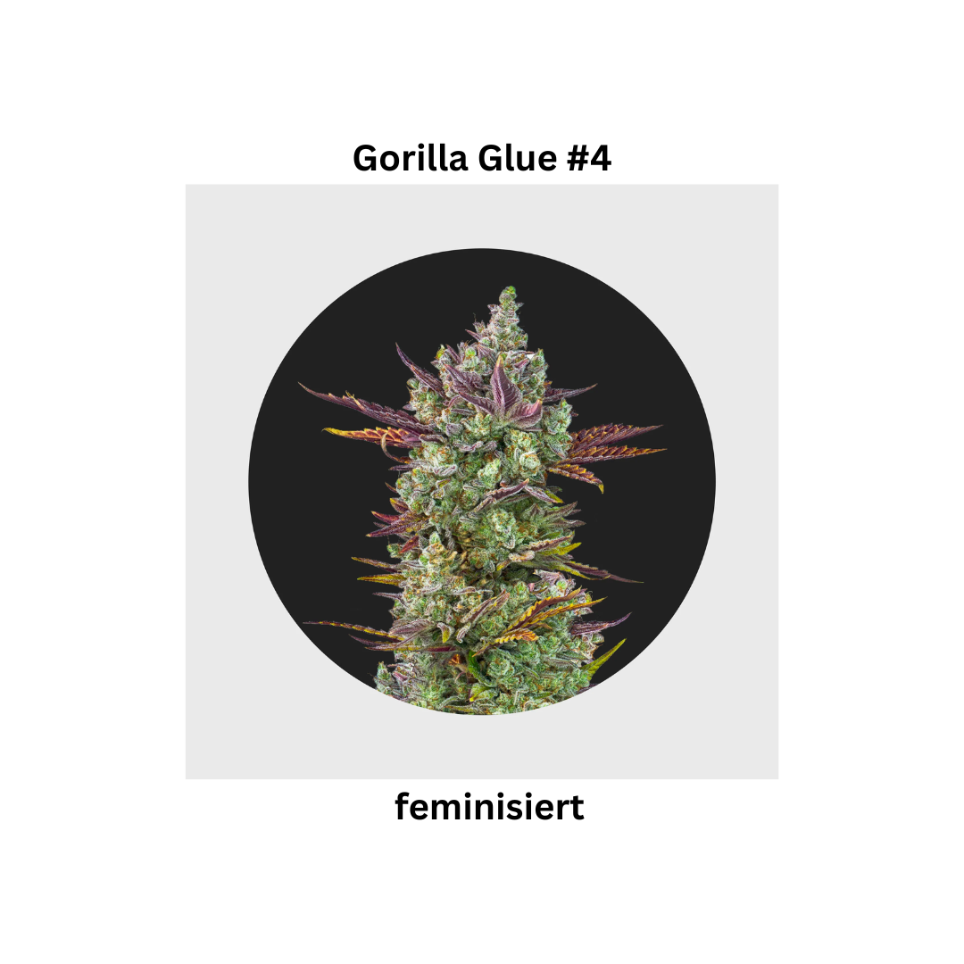 Gorilla Glue #4 fem.