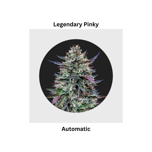 Legendary Pinky 32% THC Cali Genetics auto