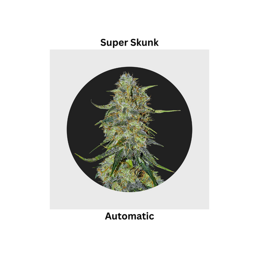 Super Skunk auto