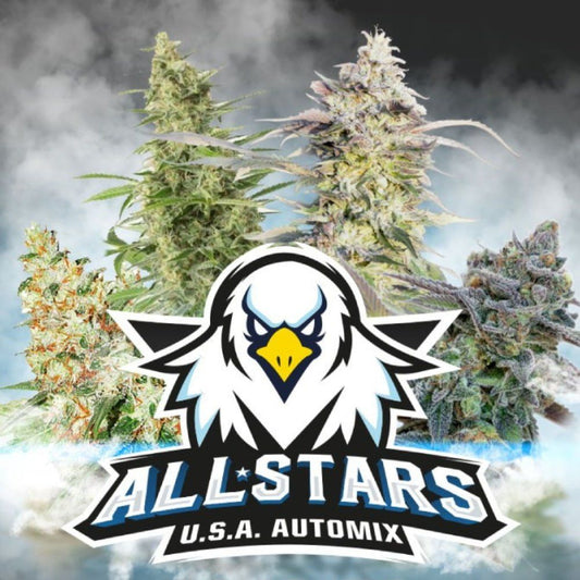 All Stars USA Autoflower Mix - 4 Hochwertige Samen - cannadelic