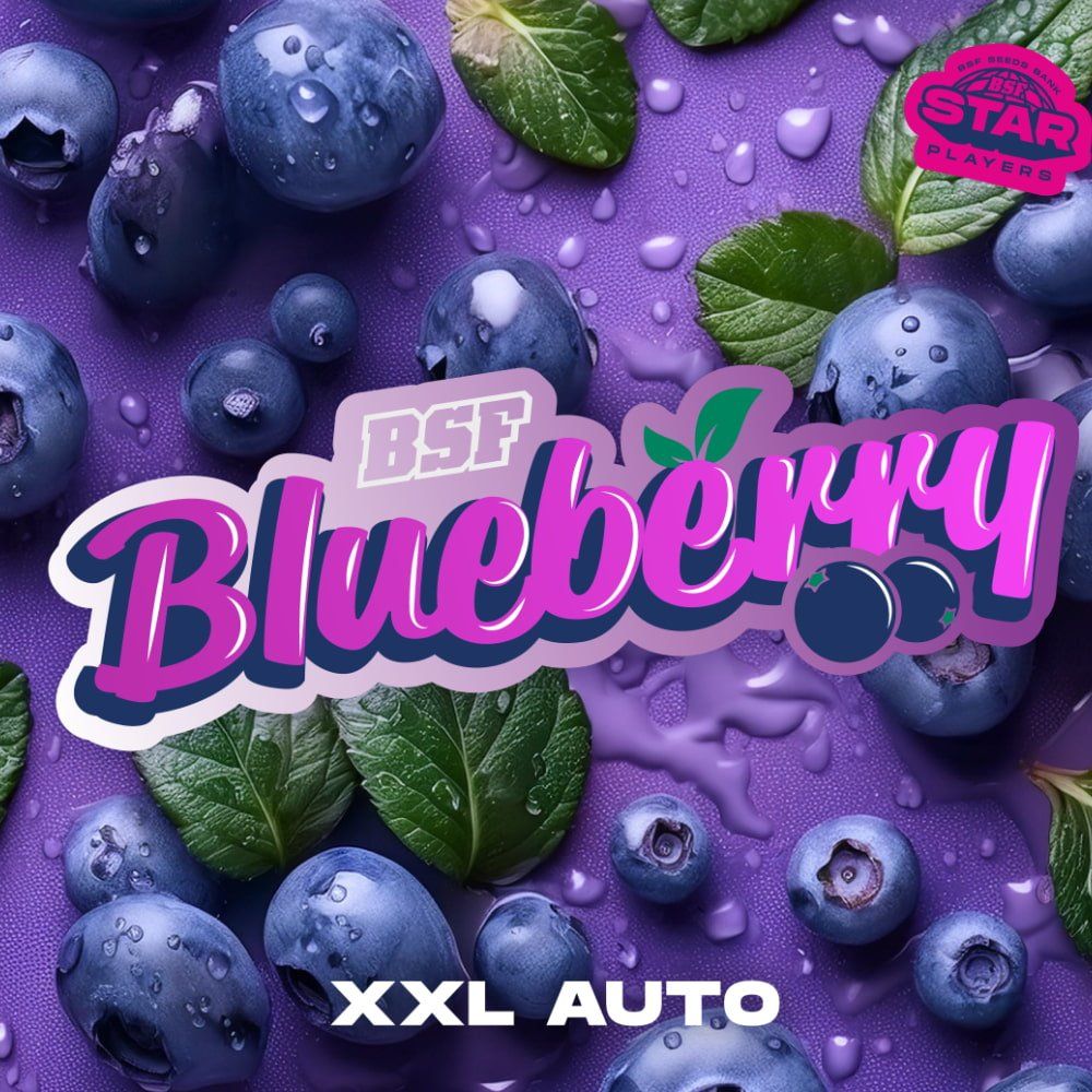 Blueberry XXL Autoflowering Seeds - Premium Quality for Every Grower - cannadelic
