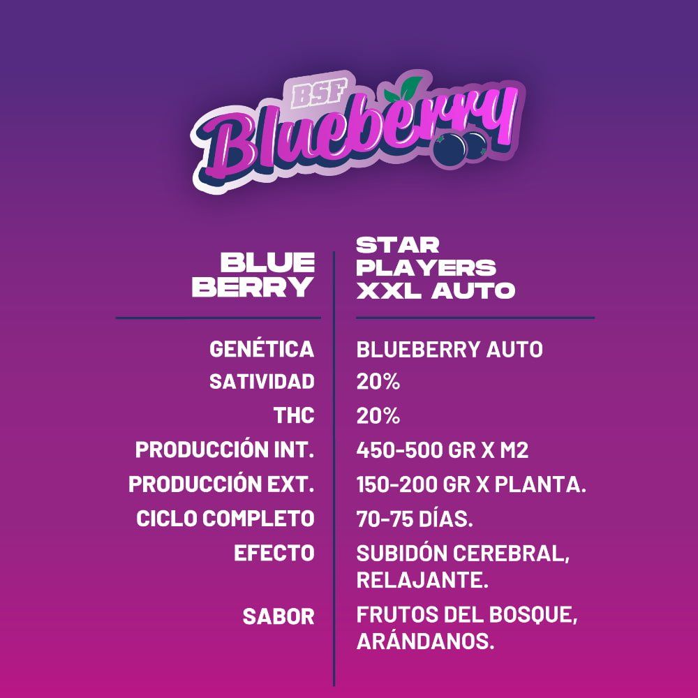 Blueberry XXL Autoflowering Seeds - Premium Quality for Every Grower - cannadelic
