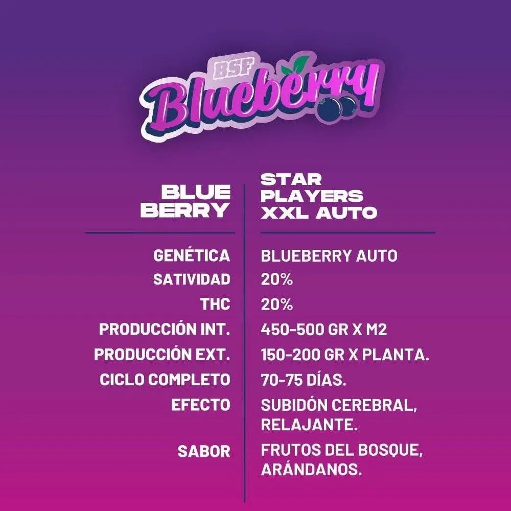 Blueberry XXL Autoflowering Seeds - Premium Quality for Every Grower - cannadelic