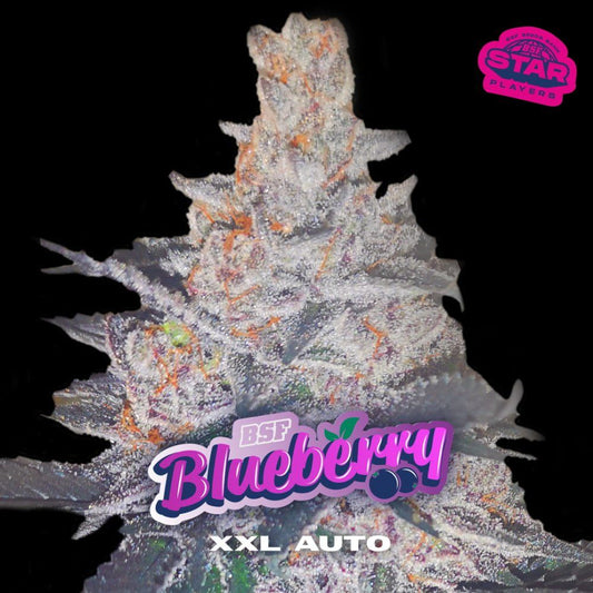 Blueberry XXL Autoflowering Seeds - Premium Quality for Every Grower - cannadelic