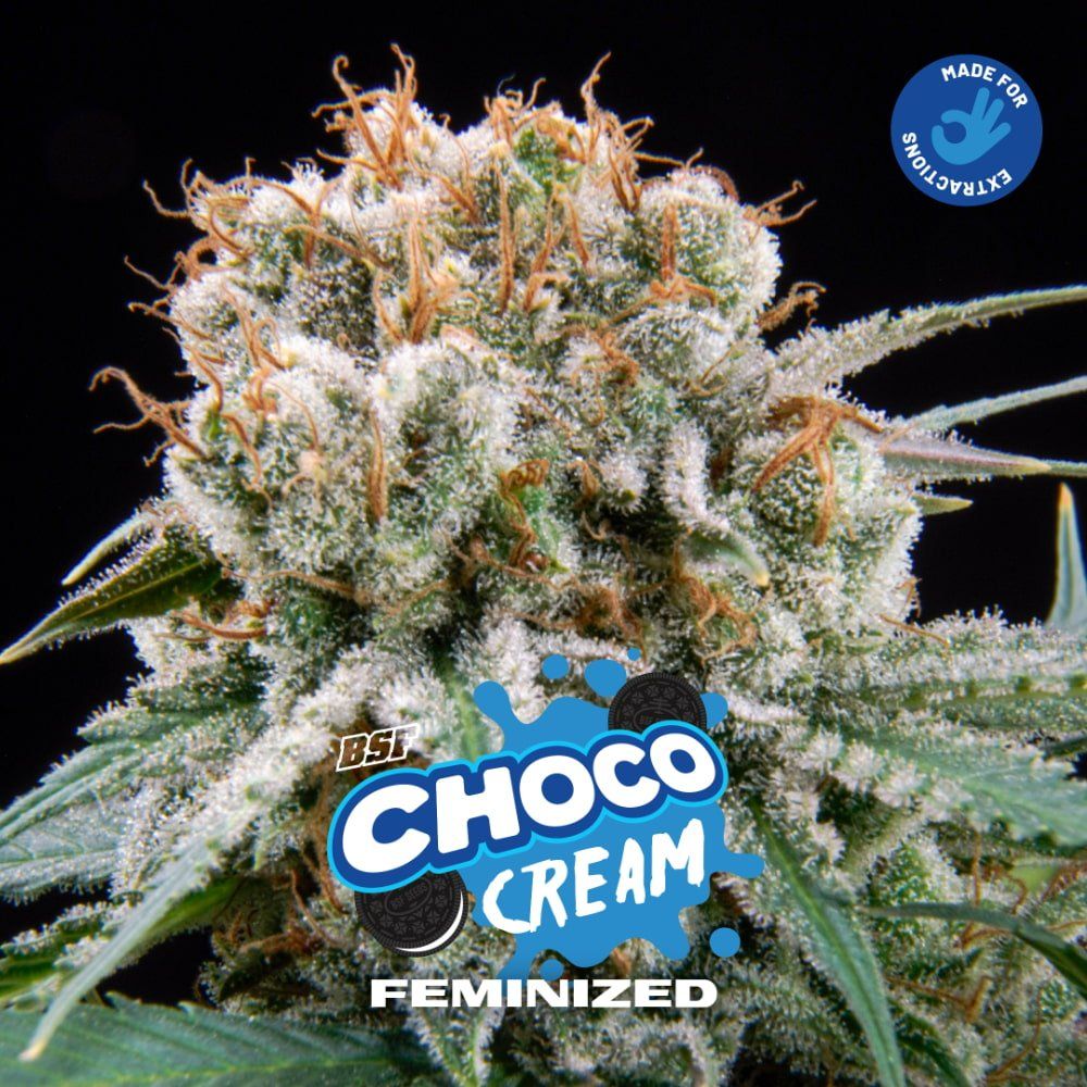 Choco Cream – 2 fem. Samen | 30 % THC Power - Genetik - cannadelic