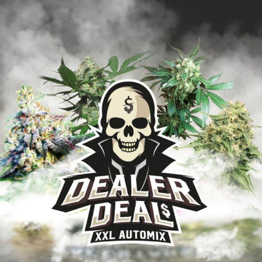 Dealer Deal Auto Mix - 4 Arten von Autoflower - Samen - cannadelic