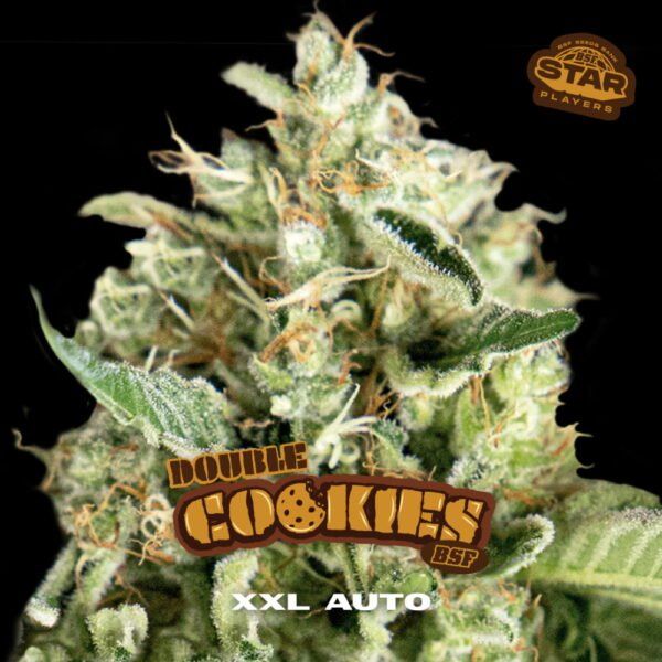 Double Cookies Auto – 2 fem. Autoflower - Samen - cannadelic