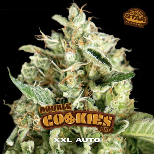 Double Cookies Auto – 2 fem. Autoflower - Samen - cannadelic