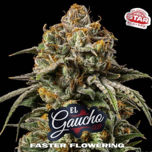 El Gaucho Fast – 2 fem. Schnellblüher - Samen (22 % THC) - cannadelic