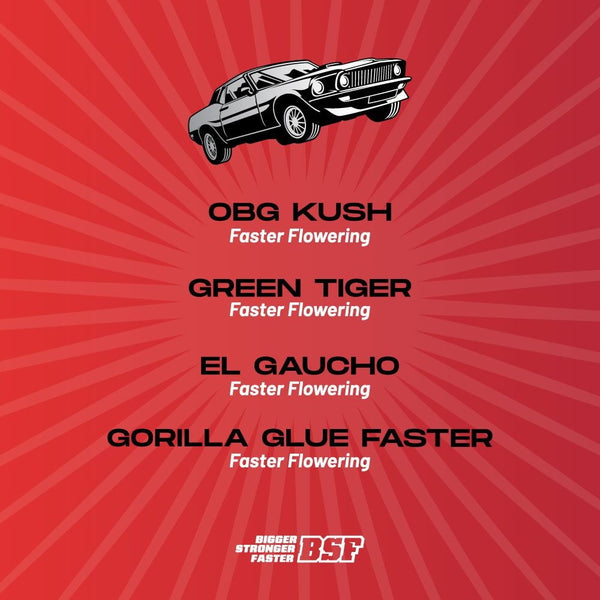 Faster And Furious Seeds Mix - cannadelic