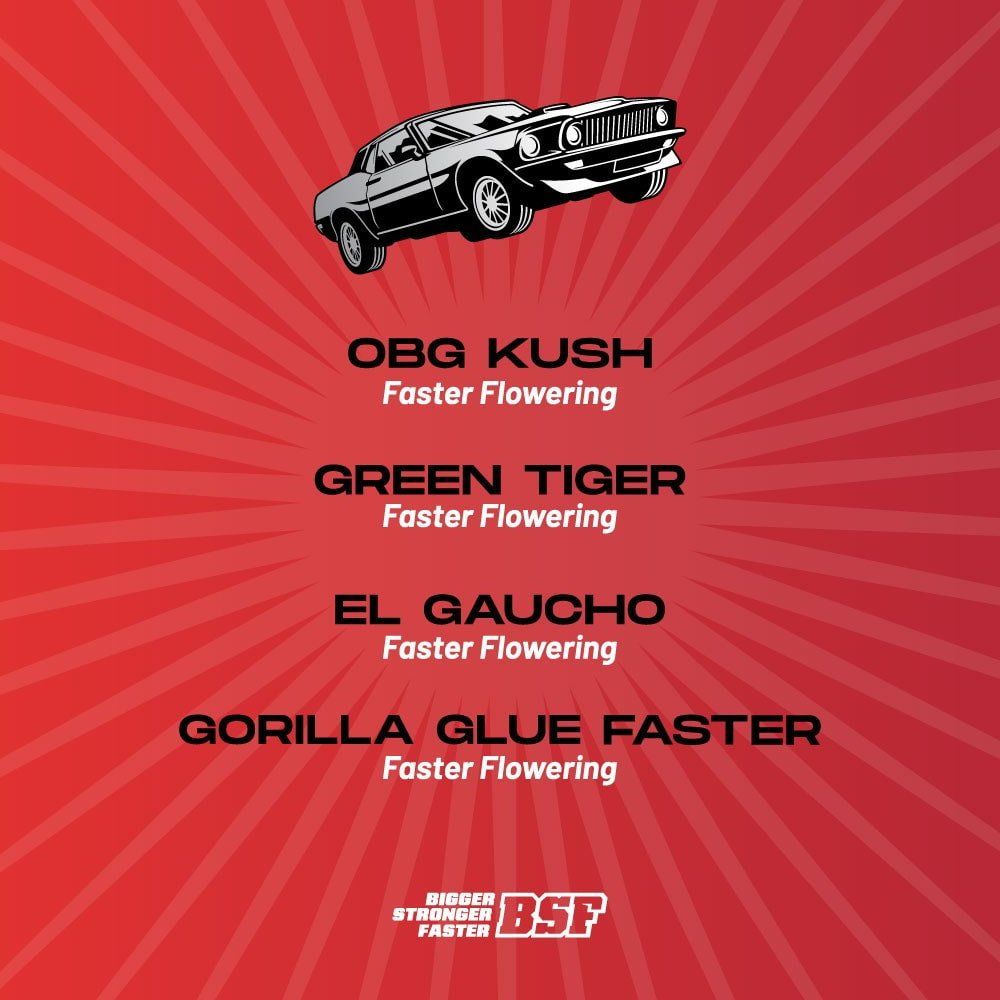 Faster And Furious Seeds Mix - cannadelic