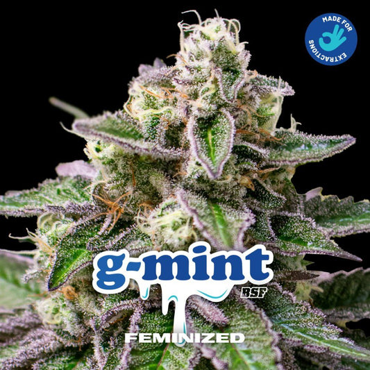 G - Mint Feminised Seeds - cannadelic