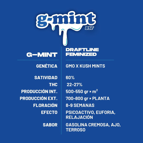 G - Mint Feminised Seeds - cannadelic