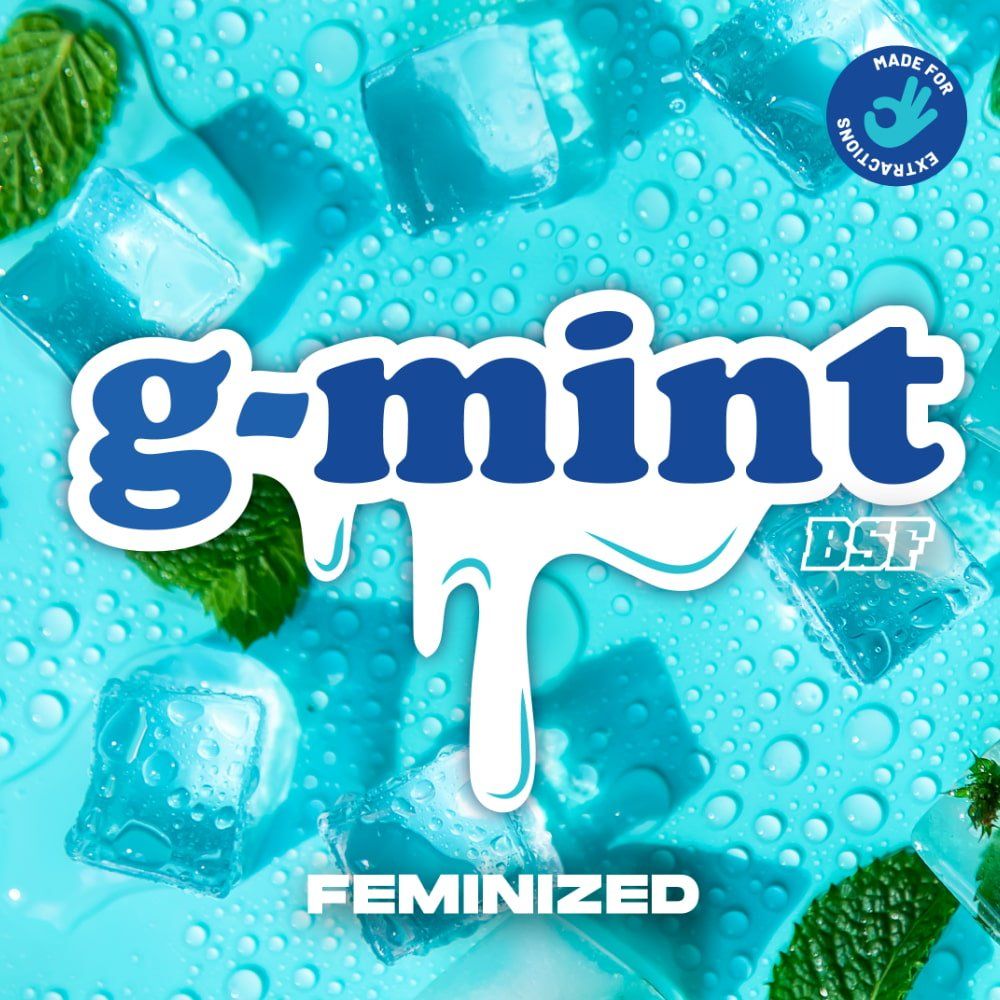 G - Mint Feminised Seeds - cannadelic