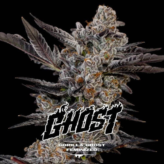 Gorilla Ghost Feminized Seeds - cannadelic