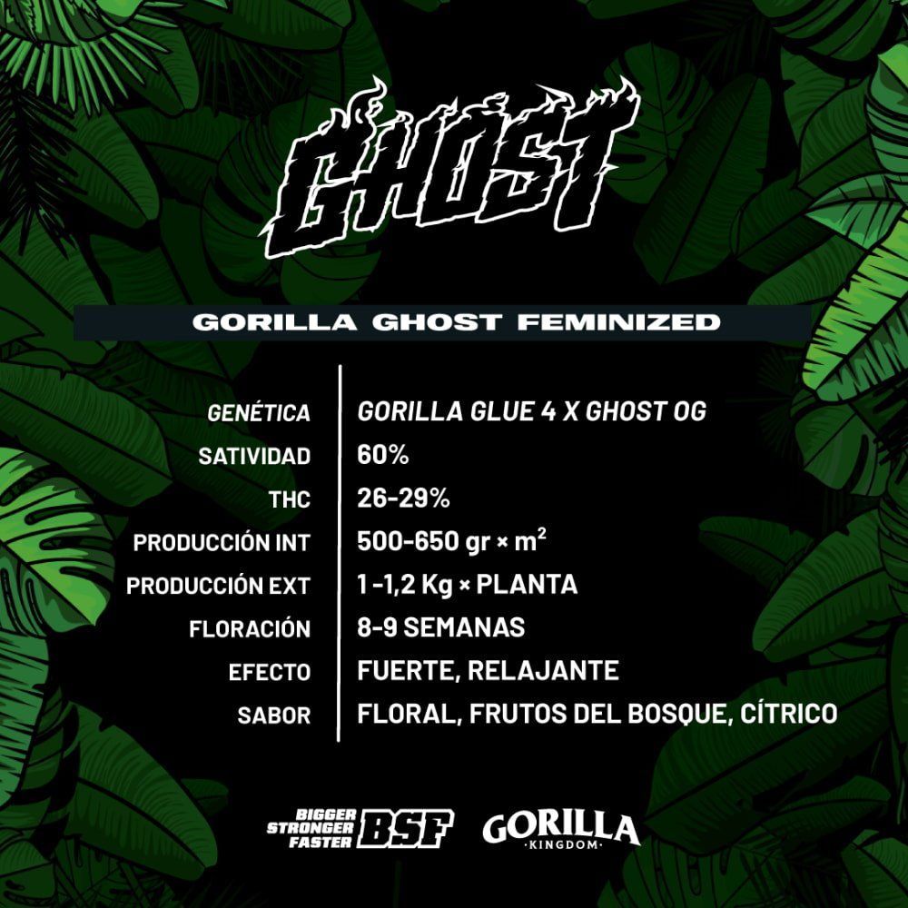 Gorilla Ghost Feminized Seeds - cannadelic