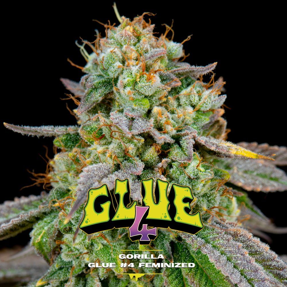 Gorilla Glue 4 Feminized Seeds - cannadelic