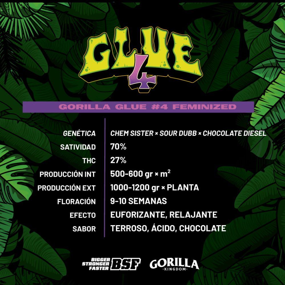 Gorilla Glue 4 Feminized Seeds - cannadelic