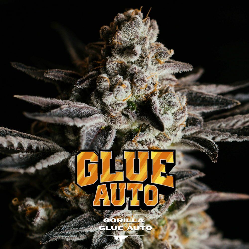 Gorilla Glue Auto Seeds - cannadelic