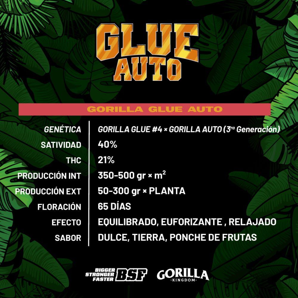 Gorilla Glue Auto Seeds - cannadelic