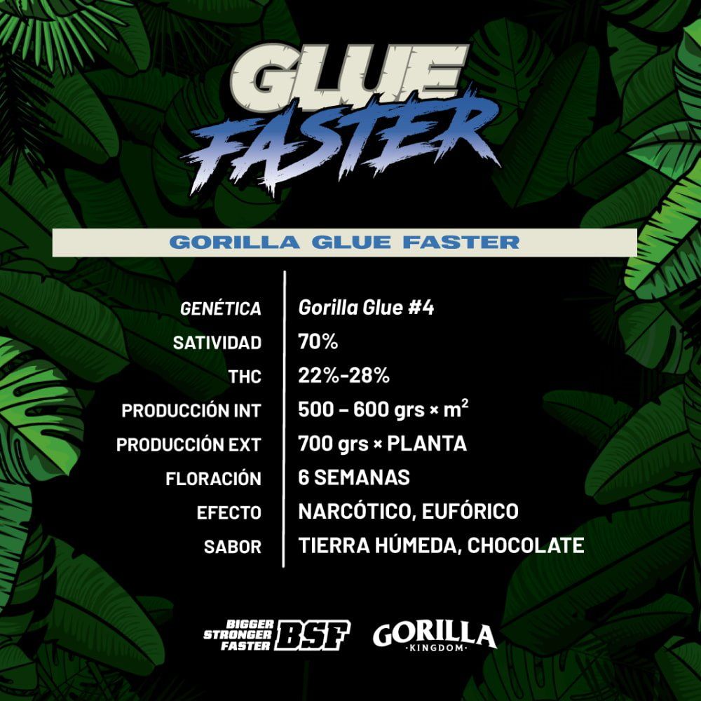 Gorilla Glue Fast Version Seeds - cannadelic
