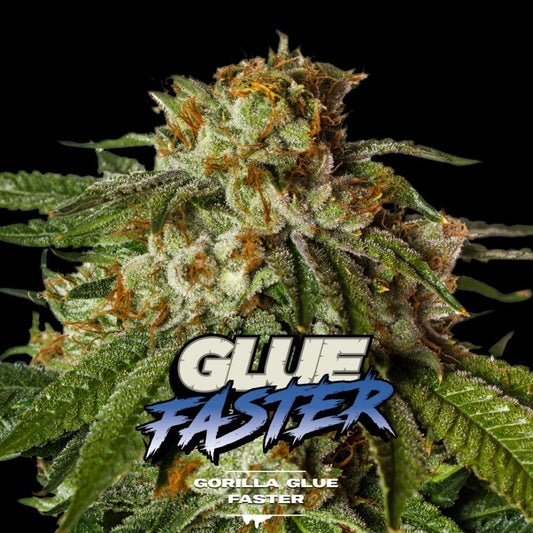 Gorilla Glue Fast Version Seeds - cannadelic