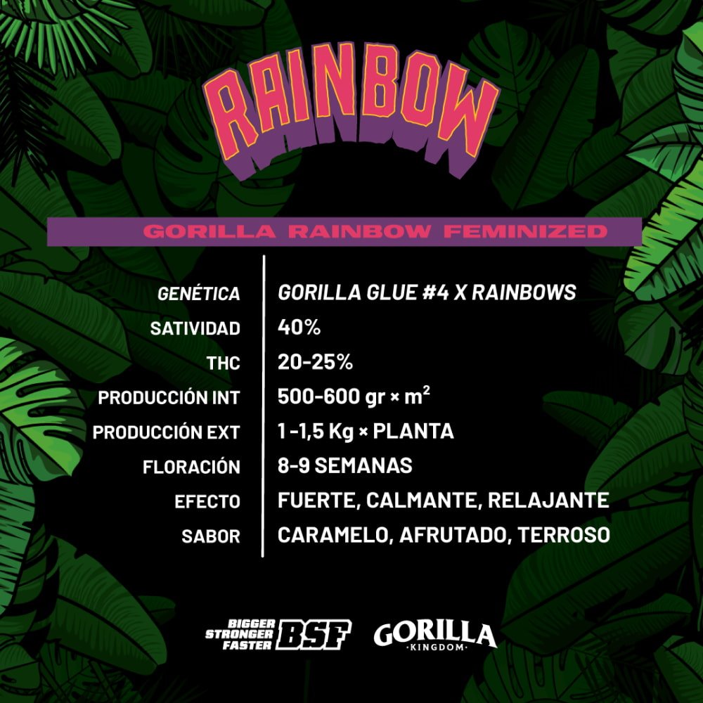 Gorilla Rainbow Feminized - cannadelic