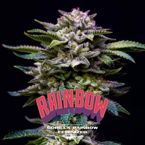 Gorilla Rainbow Feminized - cannadelic