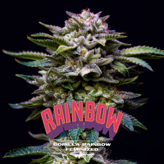 Gorilla Rainbow Feminized - cannadelic