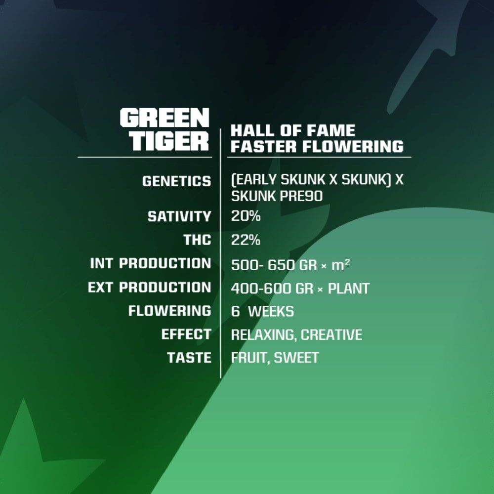 Green Tiger Fast Version - Schnelle blühende Samen für Indoor & Outdoor - cannadelic