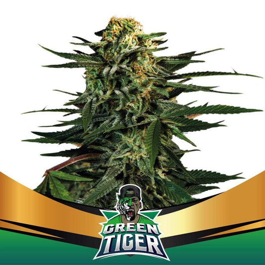 Green Tiger Fast Version - Schnelle blühende Samen für Indoor & Outdoor - cannadelic