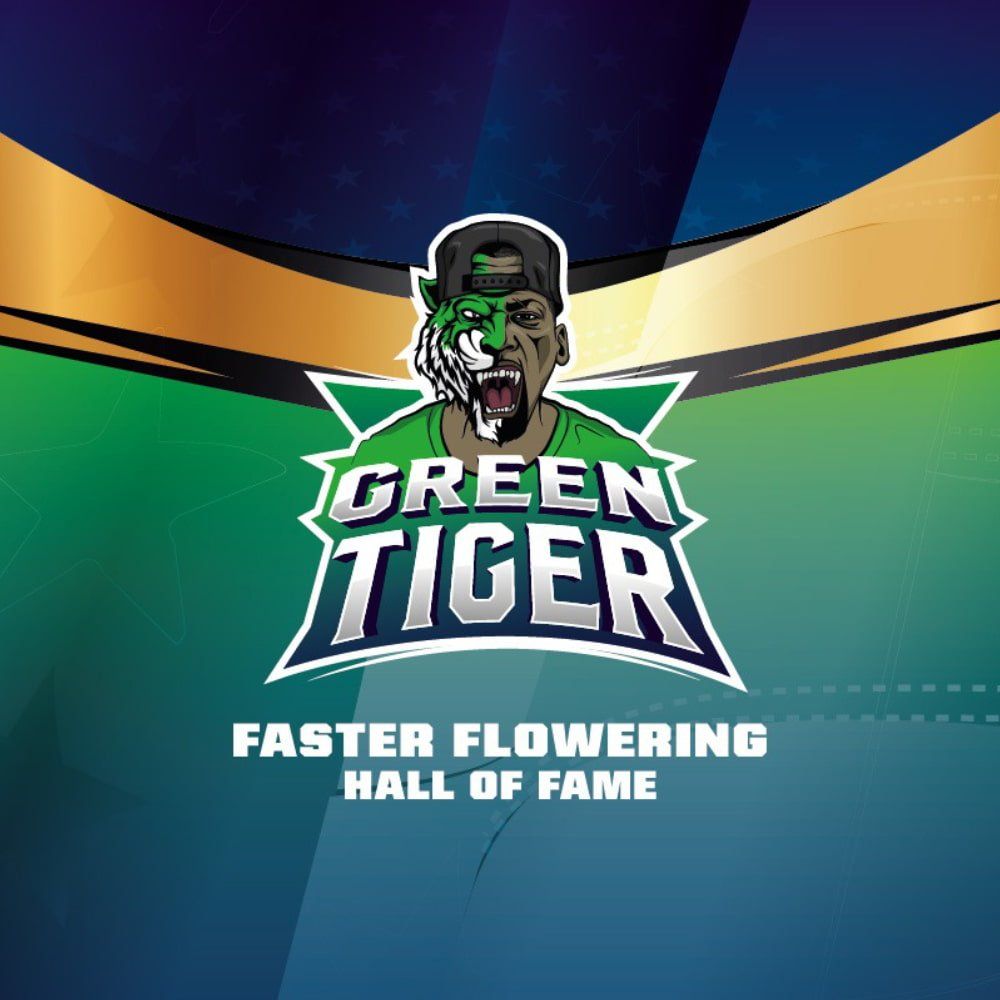 Green Tiger Fast Version - Schnelle blühende Samen für Indoor & Outdoor - cannadelic
