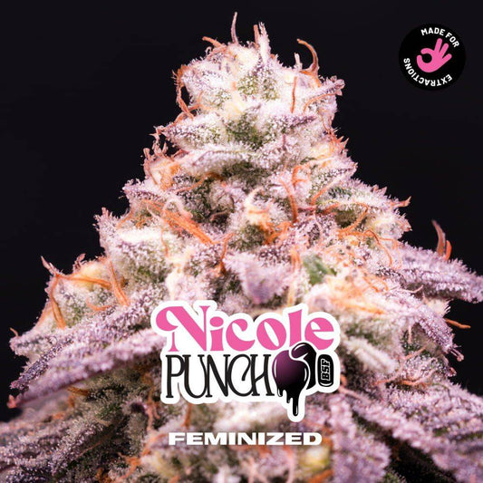 Nicole Punch Feminisiert - Indica Dominante Samen für Indoor & Outdoor - cannadelic