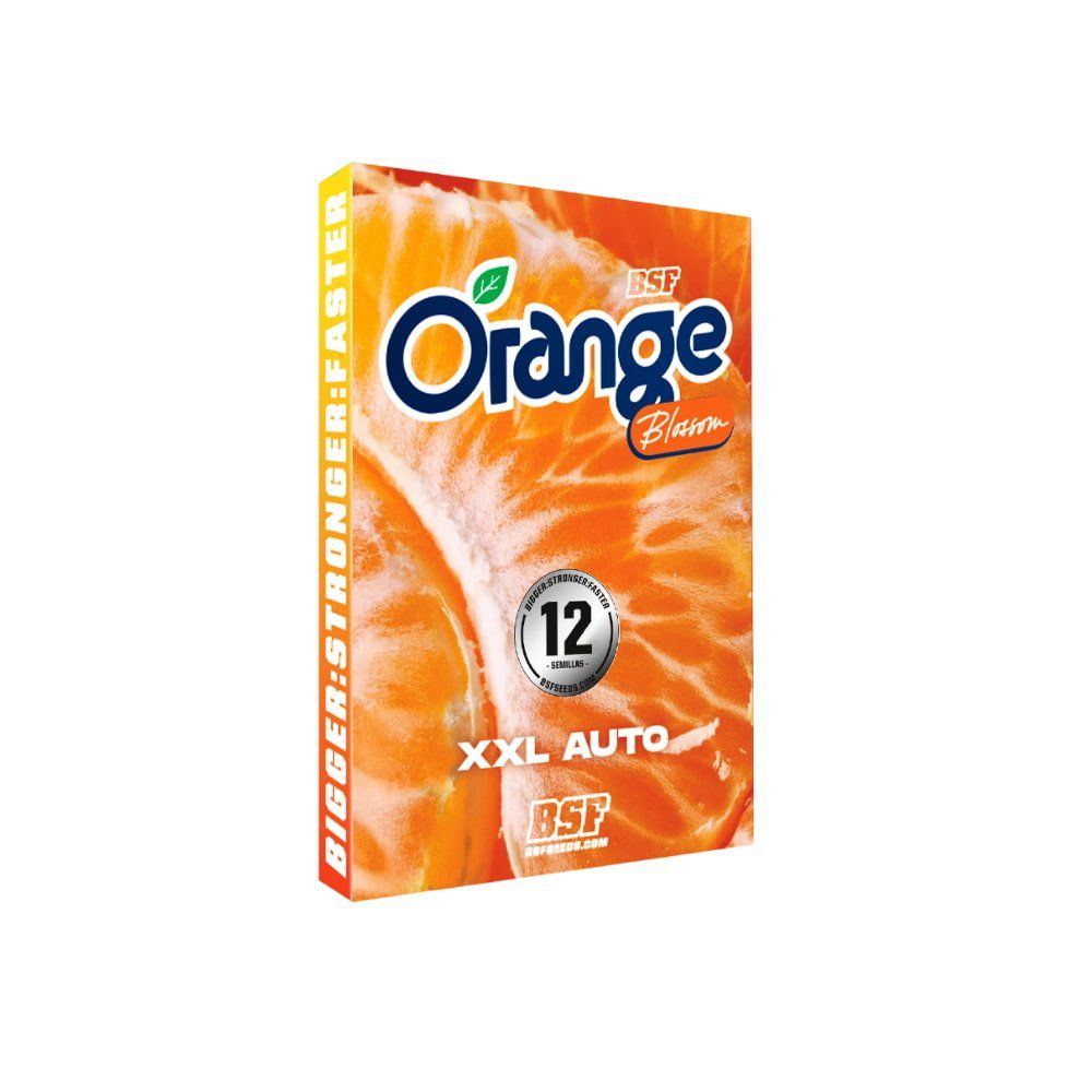 Orange Blossom XXL Autoflowering Seeds - 2 Stück - Hochwertige Genetik - cannadelic