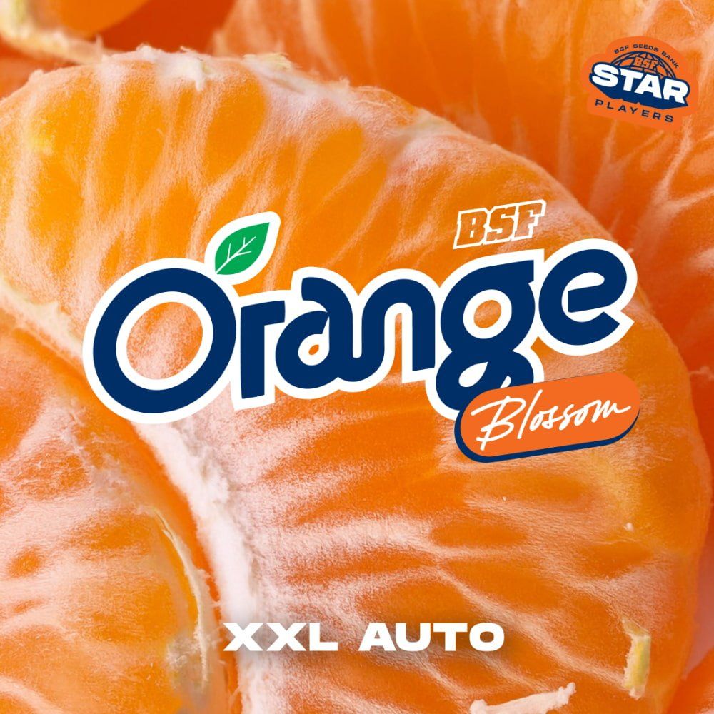 Orange Blossom XXL Autoflowering Seeds - 2 Stück - Hochwertige Genetik - cannadelic