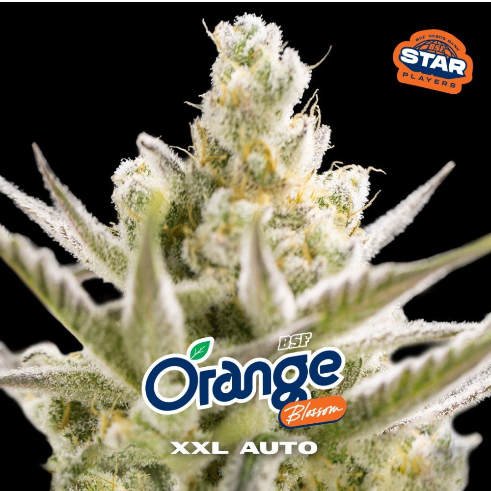Orange Blossom XXL Autoflowering Seeds - 2 Stück - Hochwertige Genetik - cannadelic