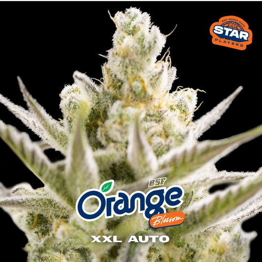 Orange Blossom XXL Autoflowering Seeds - 2 Stück - Hochwertige Genetik - cannadelic