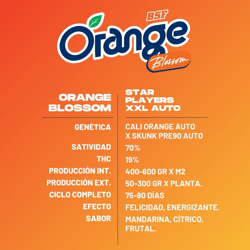 Orange Blossom XXL Autoflowering Seeds - 2 Stück - Hochwertige Genetik - cannadelic