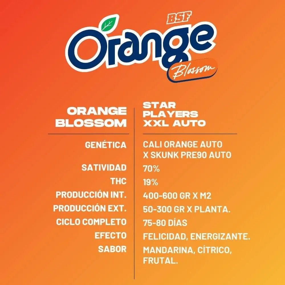 Orange Blossom XXL Autoflowering Seeds - 2 Stück - Hochwertige Genetik - cannadelic